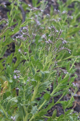 Saw phacelia (Phacelia serrata)