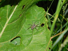 Pardosa agricola