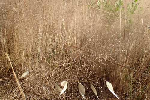 Agrostis nebulosa iNat (3)