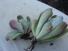 Sedum albomarginatum
