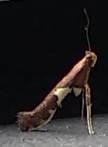 Caloptilia bimaculatella