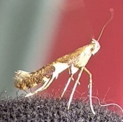 Caloptilia bimaculatella