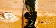 Vespula atropilosa