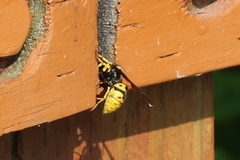 Vespula atropilosa