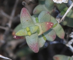 Ruschia spinosa