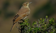 Certhilauda subcoronata