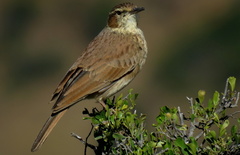 Certhilauda subcoronata