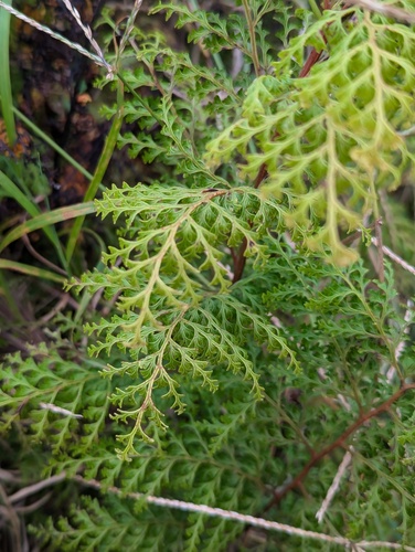 Odontosoria chinensis observed 2024-07-12
