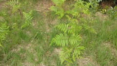 Pteridium aquilinum