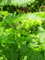 Strangalepta abbreviata