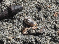 Alloniscus perconvexus