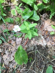 Moehringia lateriflora