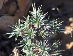 Euphorbia loricata