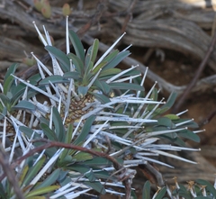 Euphorbia loricata