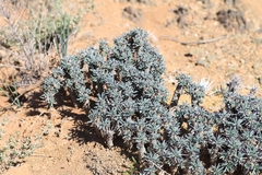 Euphorbia loricata