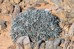Euphorbia loricata