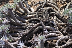 Euphorbia loricata