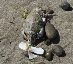 Blepharipoda occidentalis