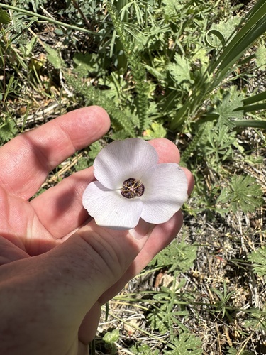 Image of Calochortus invenustus by no rights reserved