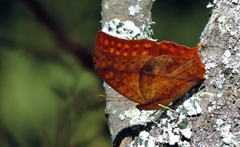 Charaxes varanes