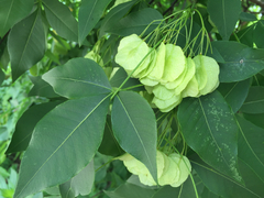 Ptelea trifoliata mollis