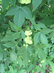 Ptelea trifoliata mollis