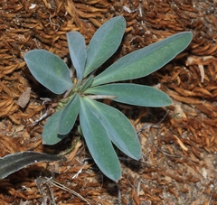 Euphorbia loricata