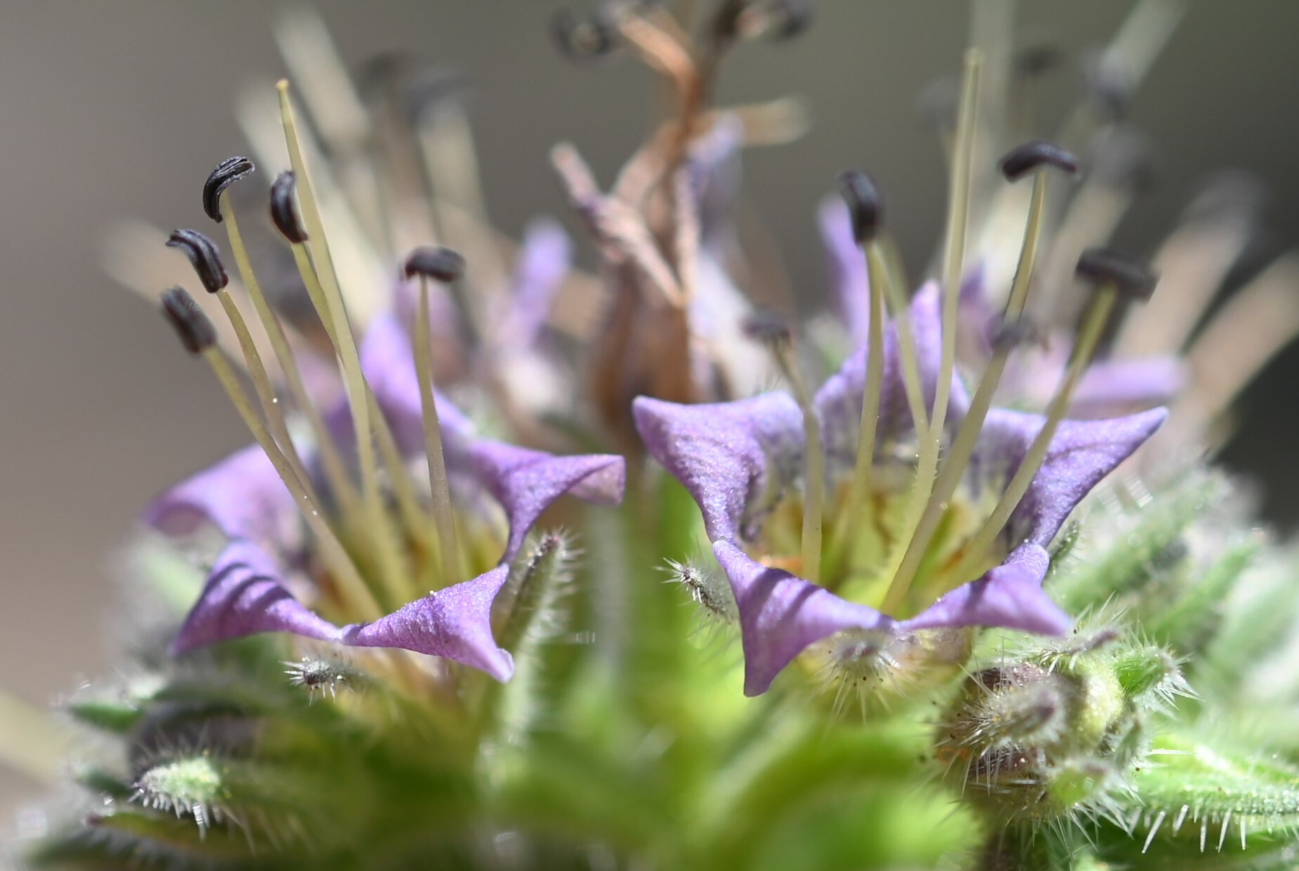Phacelia hydrophylloides