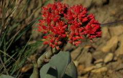 Crassula perfoliata
