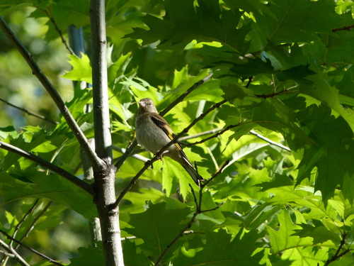 Chardonneret élégant, jeune