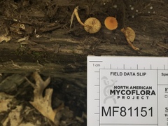 Phaeomarasmius proximans