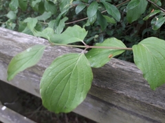 Cornus sanguinea