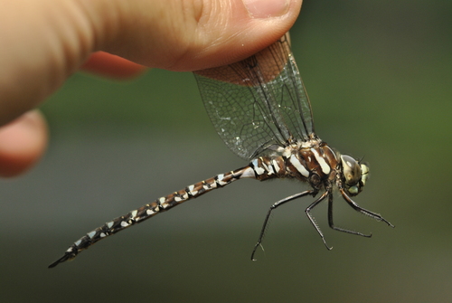 Sedge Darner, Capitale-Nationale, QC, Canada, photo 8 of 10