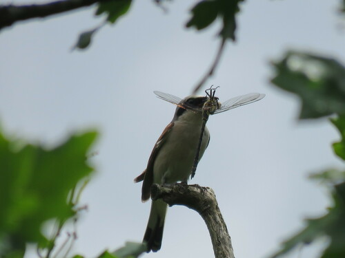 Red-backed Shrike