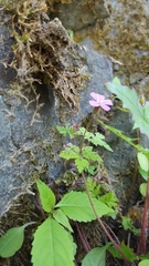 Geranium robertianum