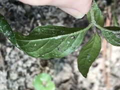 Ruellia pedunculata
