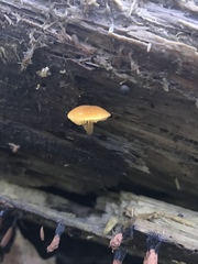 Phaeomarasmius proximans