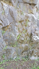 Geranium robertianum