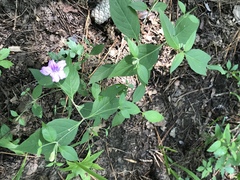 Ruellia pedunculata