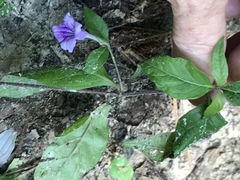 Ruellia pedunculata