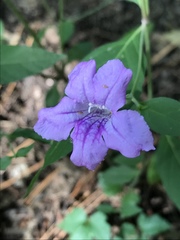 Ruellia pedunculata
