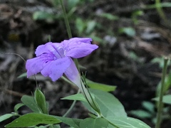 Ruellia pedunculata