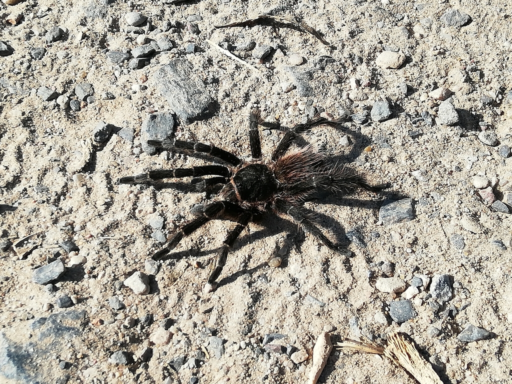 Giant Pink Starburst Tarantula from Puerto Madero, Buenos Aires ...