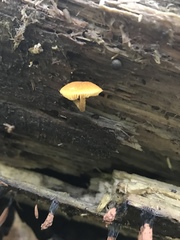 Phaeomarasmius proximans