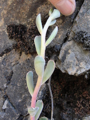 Sedum albomarginatum