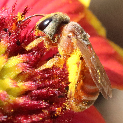 Ligated Furrow Bee photo 4