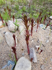 Chamaenerion angustifolium