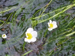 Ranunculus pseudofluitans