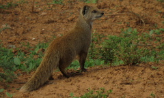Cynictis penicillata penicillata