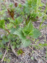 Urtica dioica